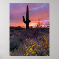 Saguaro Cactus Sunset Arizona Photo