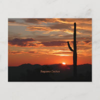 Saguaro Cactus, Sunset,