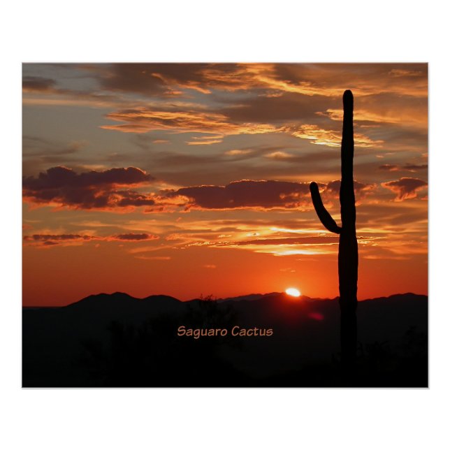 Saguaro Cactus, Sunset, Poster (Front)