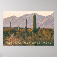 Saguaro Landscape
