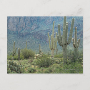 Saguaro National Park , Arizona Postcard
