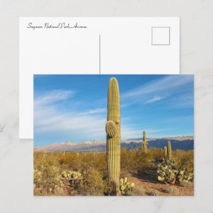 Saguaro National Park Landscape Postcard