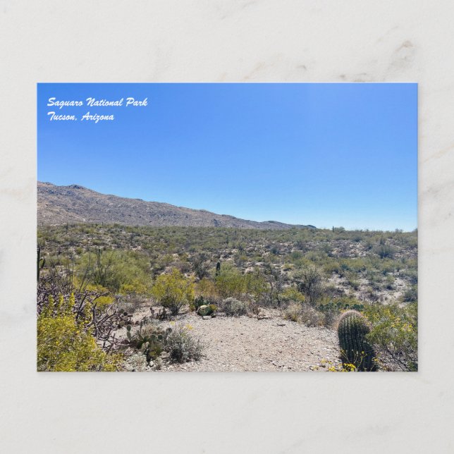 Saguaro National Park Postcard (Front)