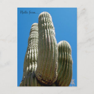 Saguaro Postcard