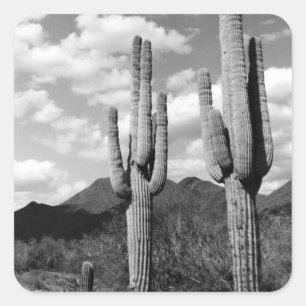 Saguaro Sentinels Desert Custom Sticker Decals
