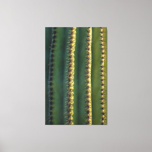 Saguaro Spines  Canvas Print (Front)