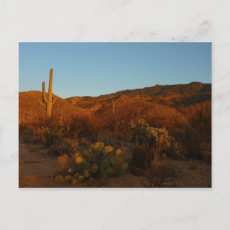 Saguaro Sunset I Arizona Desert Landscape Postcard