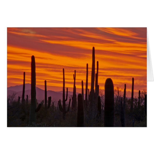 Saguaro, sunset, Saguaro National Park (Front Horizontal)