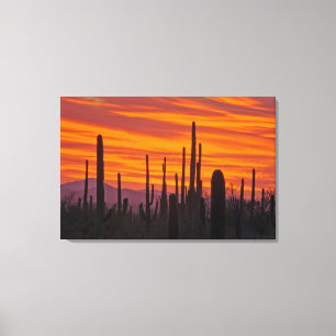 Saguaro, sunset, Saguaro National Park Canvas Print