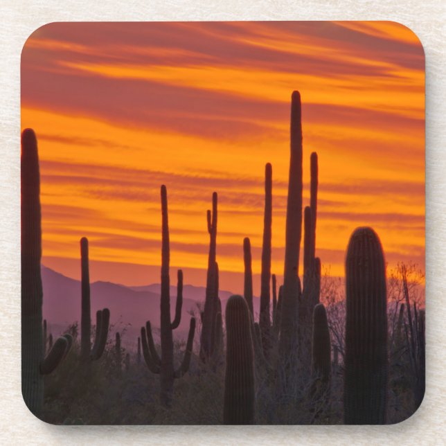 Saguaro, sunset, Saguaro National Park Coaster (Front)