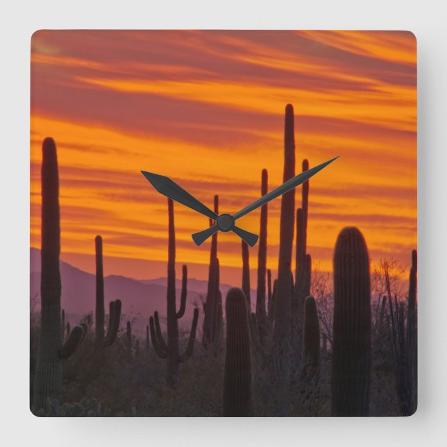 Saguaro, sunset, Saguaro National Park Square Wall Clock (Front)