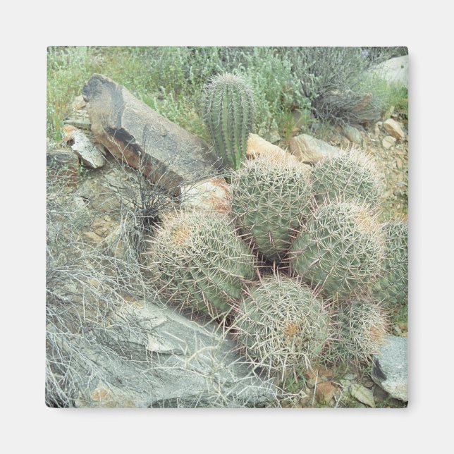 Saguaro Swirl Cactus Refrigerator Gift Magnet (Front)