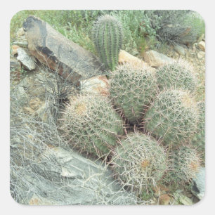 Saguaro Swirl Desert Cactus Custom Sticker Decal