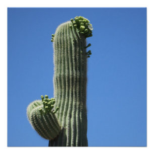 Saguaro Top Poster