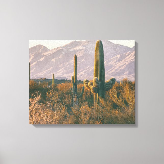 Saguaros  canvas print (Front)