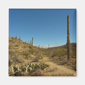 Saguaro's Carillo Trail in Saguaro National Park Magnet