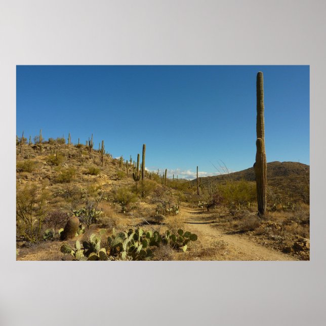 Saguaro's Carillo Trail in Saguaro National Park Poster (Front)