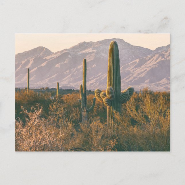 Saguaros National Park Landscape Scenery  Postcard (Front)