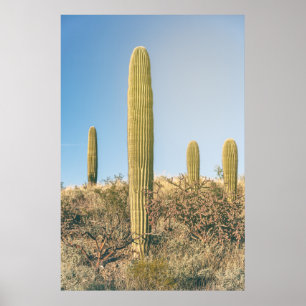 Saguaros poster