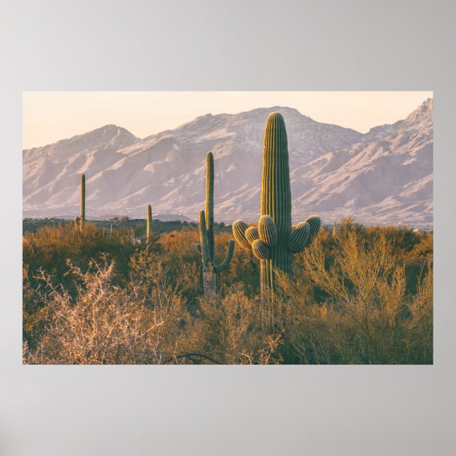 Saguaros  poster (Front)
