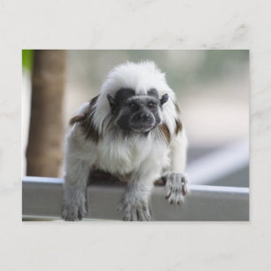 Saguinus oedipus postcard