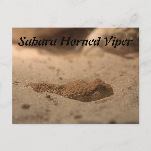 Sahara Horned Viper Postcard (Front)