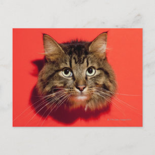 Saiberian cat postcard
