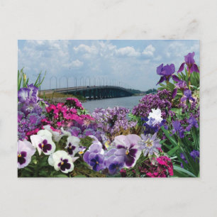 Sailboat bridge and flowers 15r1 postcard
