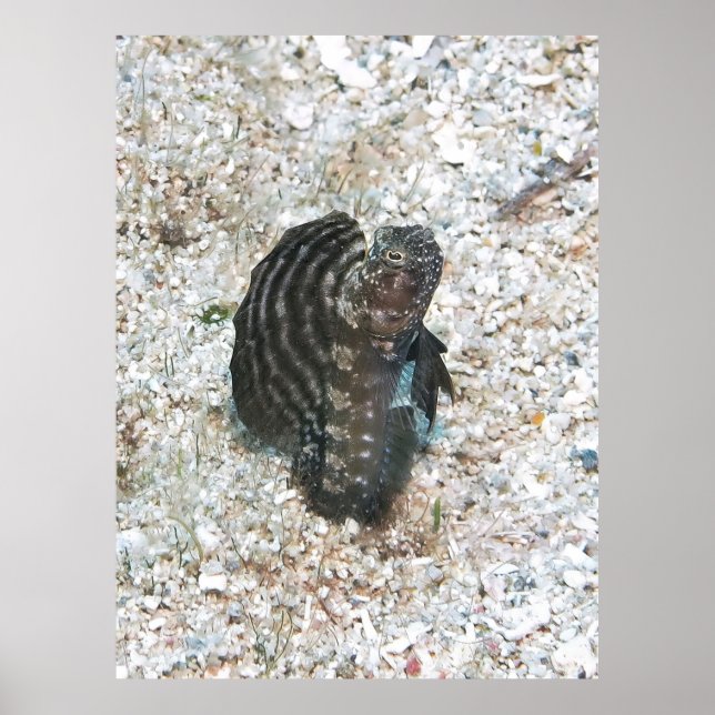 Sailfin Blenny Poster (Front)