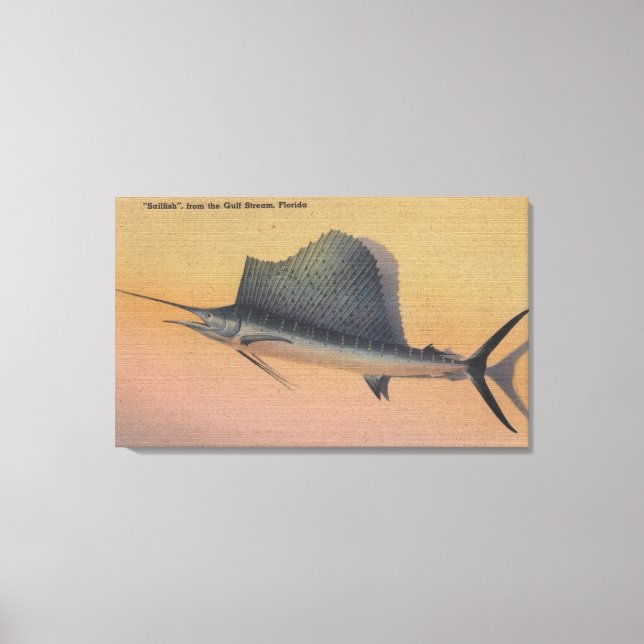 Sailfish from Gulf Stream, FloridaFlorida Canvas Print (Front)