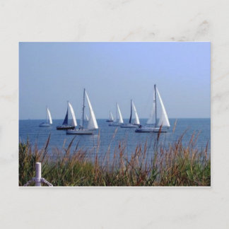 Sails on the Chesapeake Postcard