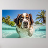 Saint Bernard Pet Dog Animal Fun Playing