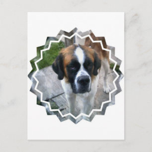 Saint Bernard Photo Postcard