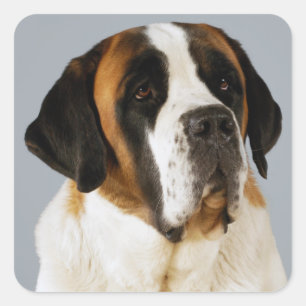 Saint Bernard Puppy Dog Sticker / Label