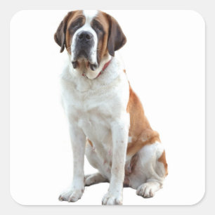 Saint Bernard Puppy Dog  Sticker / Label