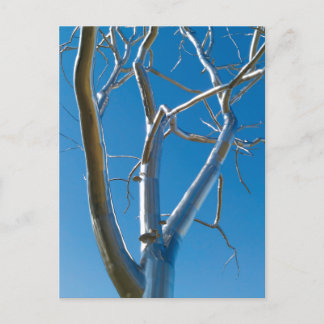 Saint Louis Art Museum Postcard