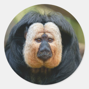Saki Monkey with Intense Stare Classic Round Sticker