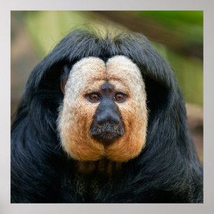 Saki Monkey with Intense Stare Poster