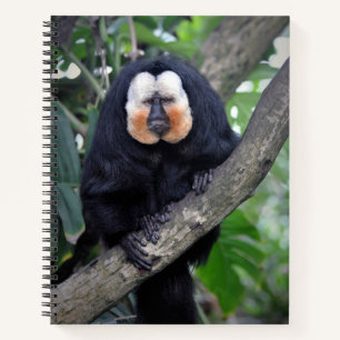 Saki  notebook