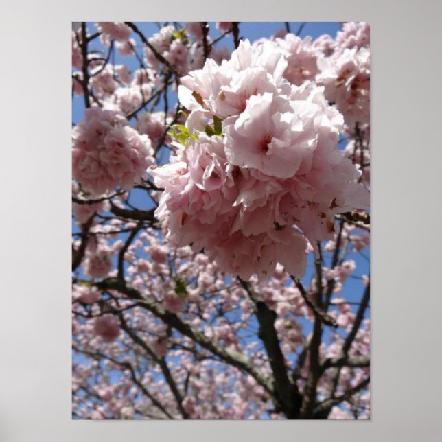 Sakura Blossom Close up — Kyoto Poster (Front)
