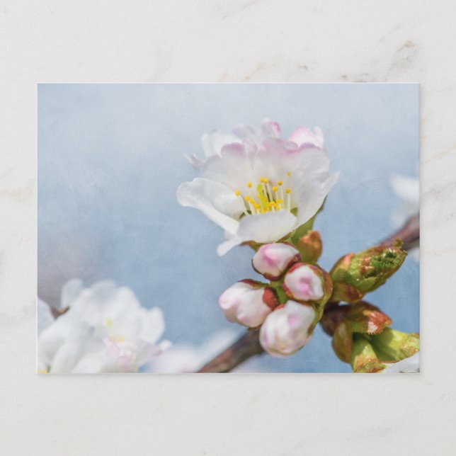 Sakura Blossom Postcard (Front)