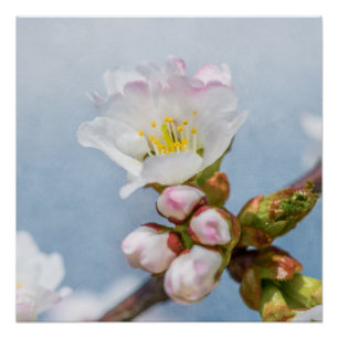 Sakura Blossom Poster