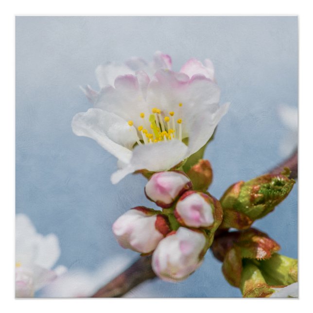 Sakura Blossom Poster (Front)