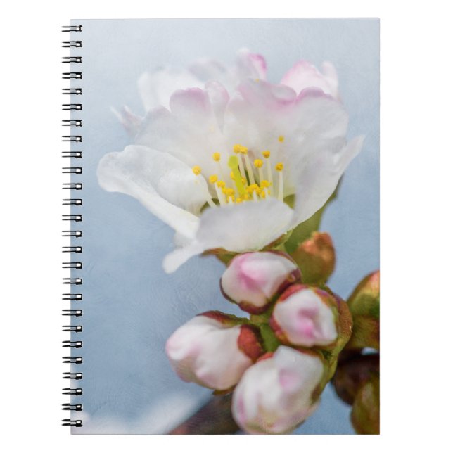 Sakura Blossom Spiral Notebook (Front)