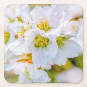 Sakura Blossom Square Paper Coaster