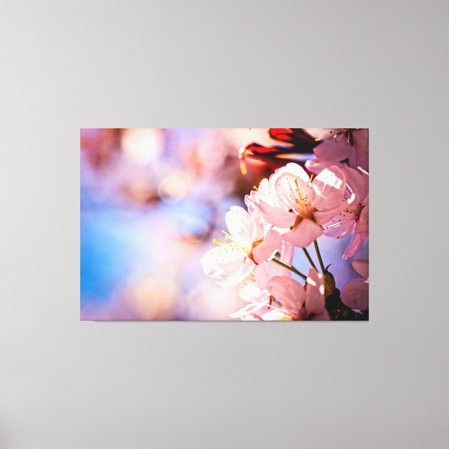 Sakura Blossoms On A Sunny Day Canvas Print (Front)