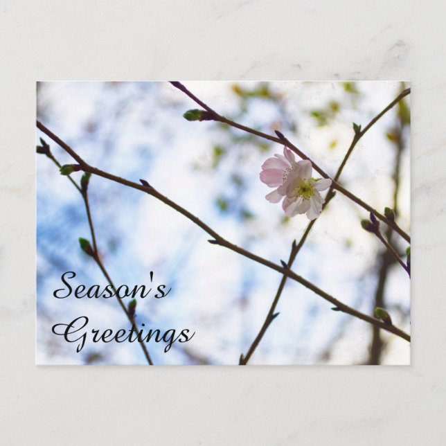 Sakura Cherry Blossom Flower on A Branch Postcard (Front)