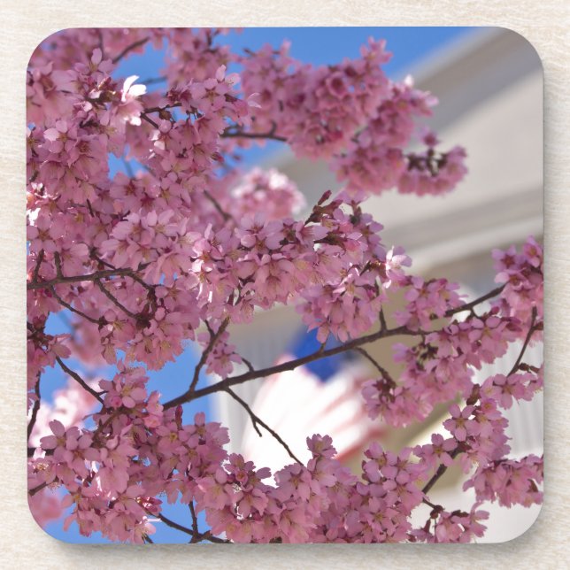 Sakura Cherry Blossoms Americana Coaster (Front)