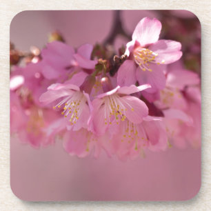 Sakura Cherry Blossoms Delicate Pink Bouquet Coaster