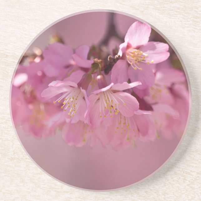 Sakura Cherry Blossoms Delicate Pink Bouquet Coaster (Front)